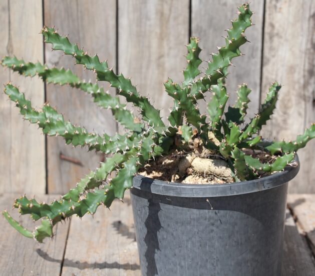 Euphorbia squarrosa - Succulent plants