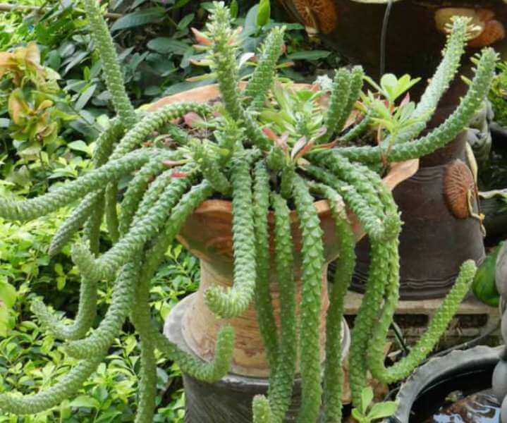 Euphorbia succulenta - Succulent plants