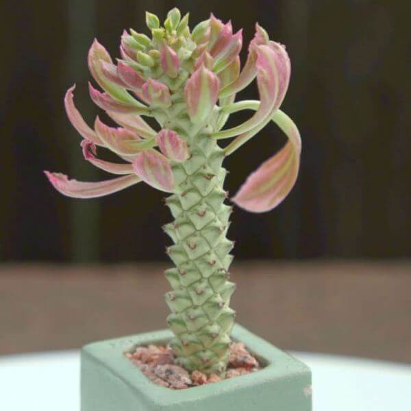 Euphorbia succulenta f. variegata - Succulent plants