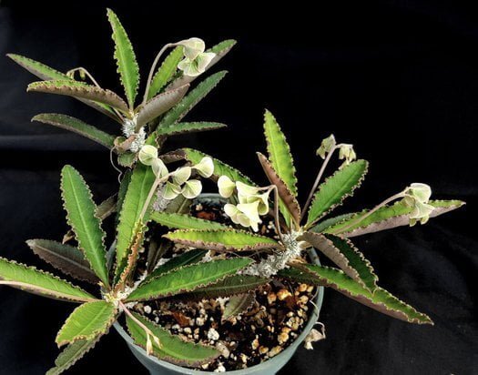 Euphorbia suzannae-marnierae - Succulent plants