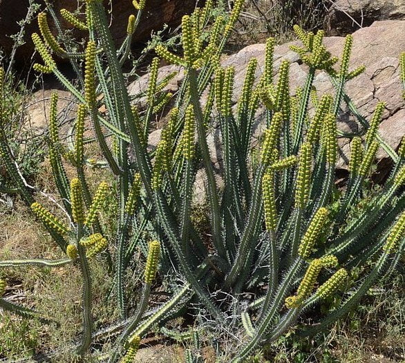 Euphorbia tescorum - Succulent plants