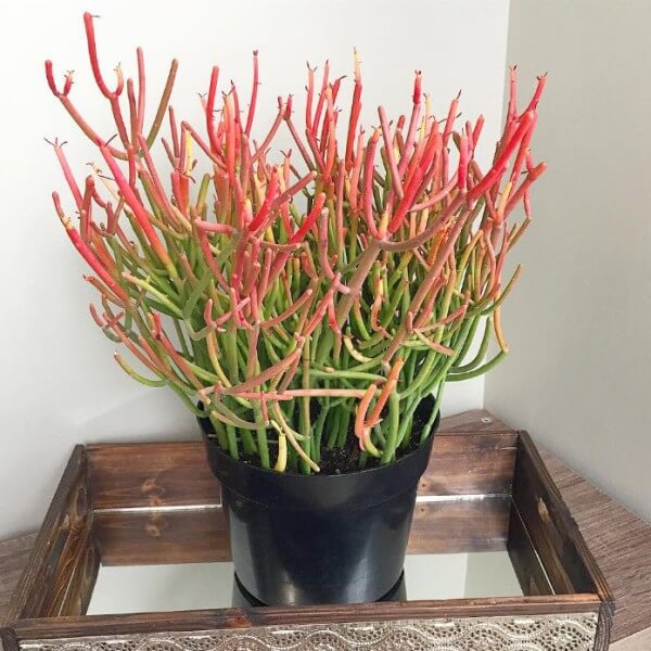 Fire Sticks (Euphorbia tirucalli ‘Rosea’) - Succulent plants