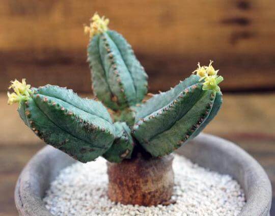 Euphorbia tubiglans - Succulent plants