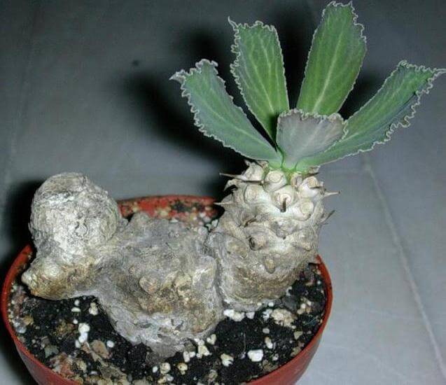 Euphorbia venenifica (Cylindrical Euphorbia) - Succulent plants