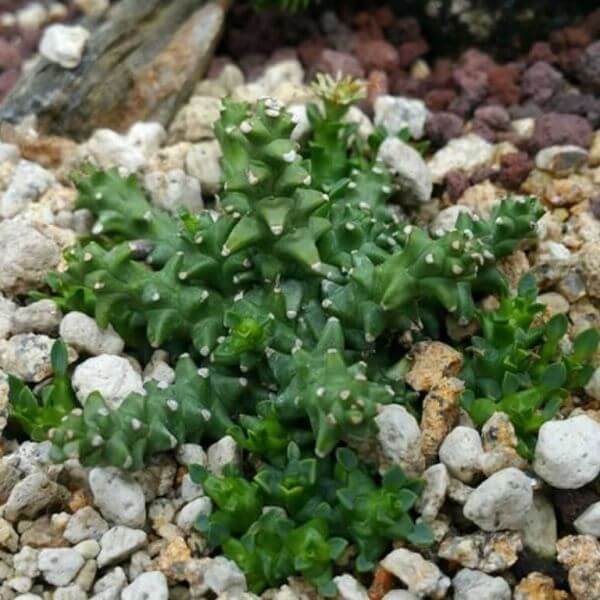 Euphorbia wilmaniae - Succulent plants