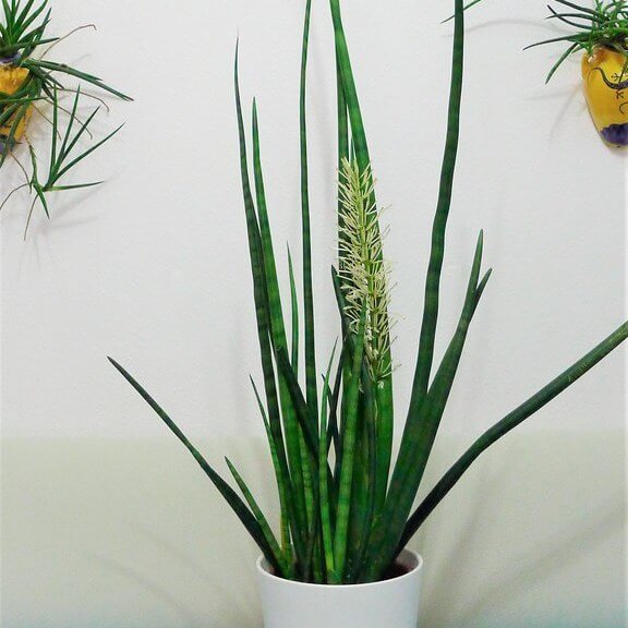 Sansevieria canaliculata (Snake Plant) - Indoor Plants