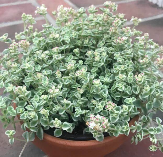 Sedum Little Missy (Little Missy Sedum) - Succulent plants