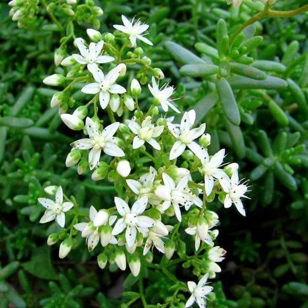 Sedum album (White Stonecrop) - Succulent plants
