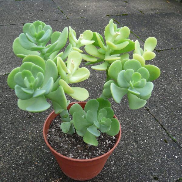 Sedum alexanderi - Succulent plants