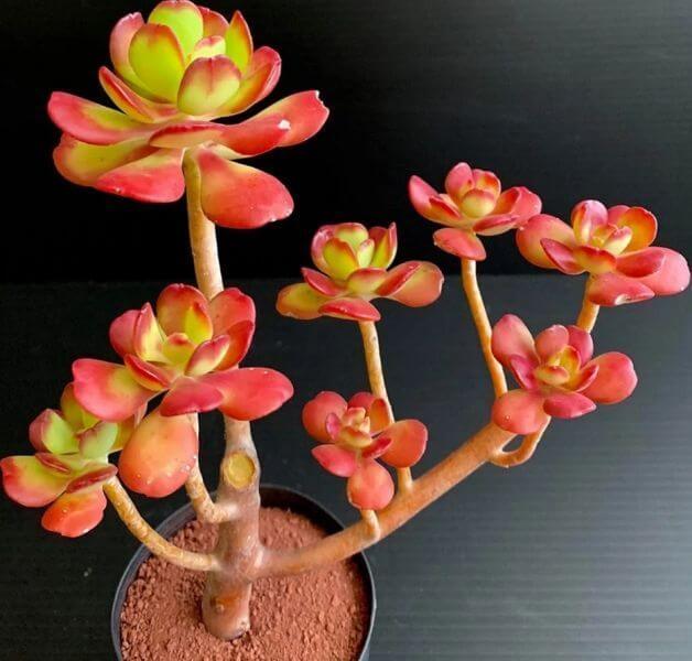 Sedum dendroideum (Tree Stonecrop) - Succulent plants