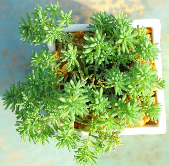 Sedum hispanicum (Spanish Stonecrop) - Succulent plants