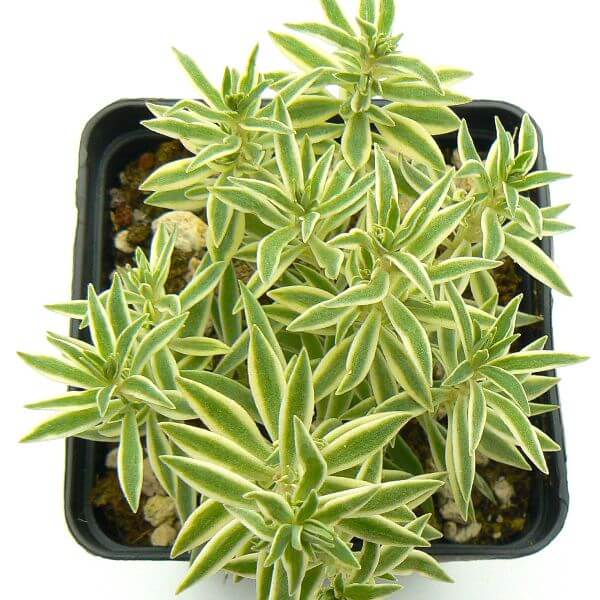 Sedum lineare 'Variegatum' - Succulent plants
