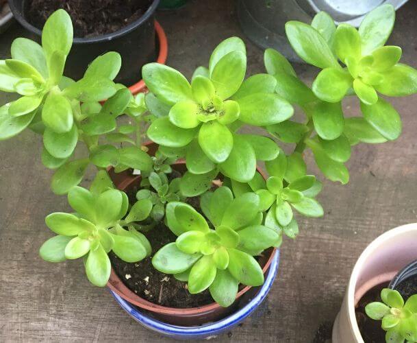 Sedum luteoviride - Succulent plants
