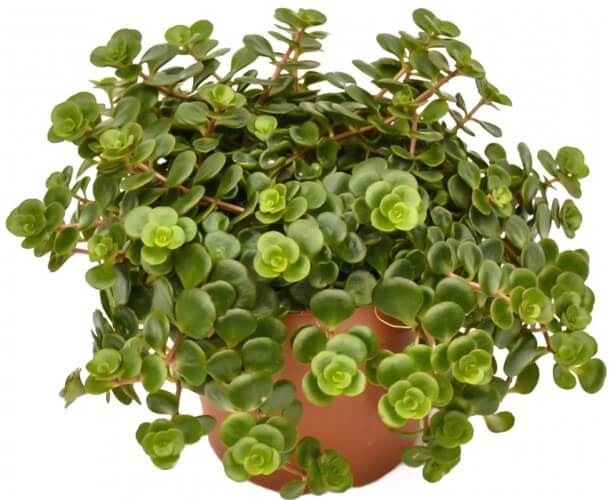 Sedum makinoi (Stonecrop) - Succulent plants