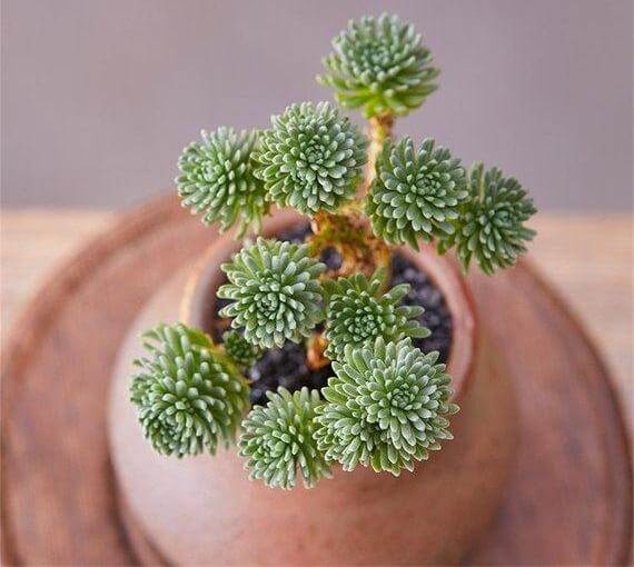Sedum multiceps (Miniature Joshua Tree) - Succulent plants