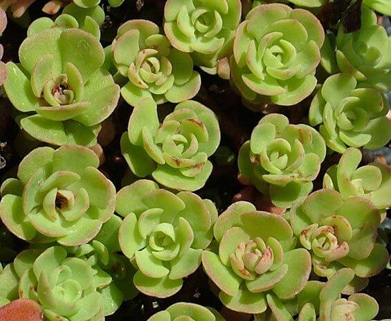 Sedum nevii (Nevius' Stonecrop) - Succulent plants