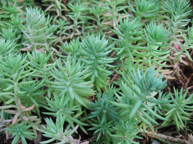 Sedum rupestre (Reflexed Stonecrop) - Succulent plants