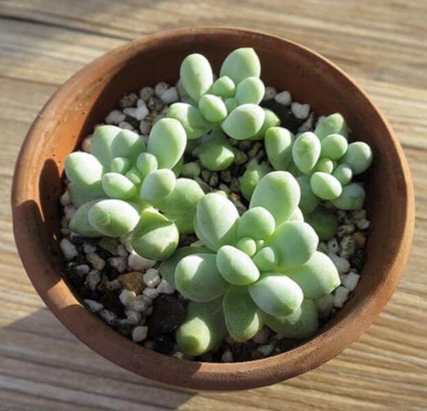 Sedum treleasei - Succulent plants