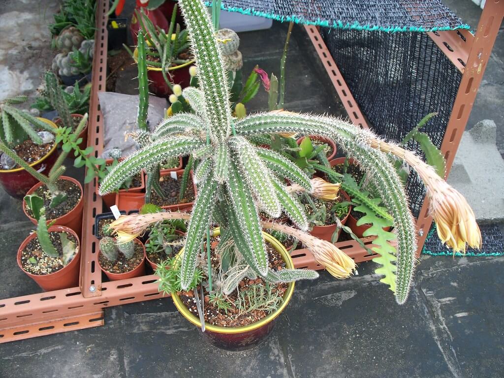 Selenicereus validus - Cactus Plants