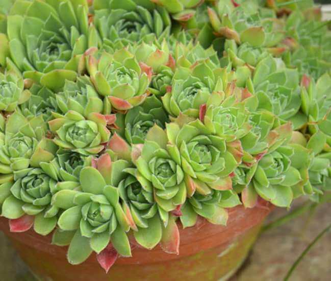 Sempervivum cantabricum - Succulent plants