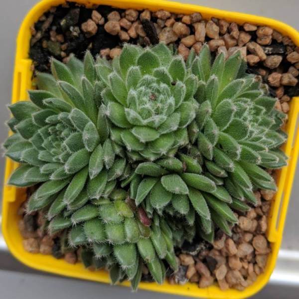 Sempervivum 'Hairy Balls' - Succulent plants