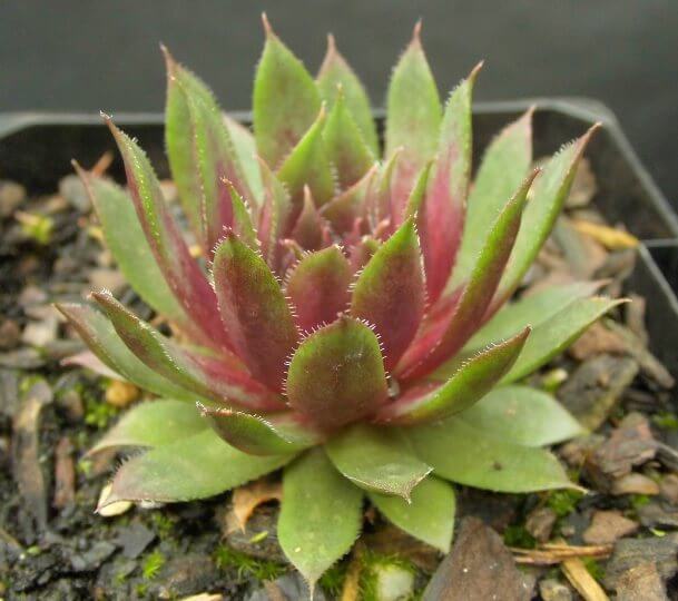 Sempervivum 'Royal Ruby' - Succulent plants