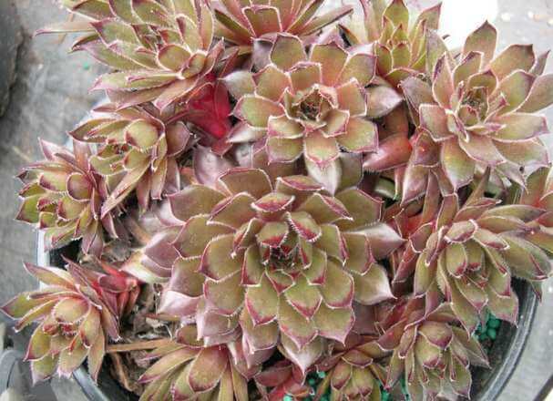 Sempervivum 'Sanford's Hybrid' - Succulent plants