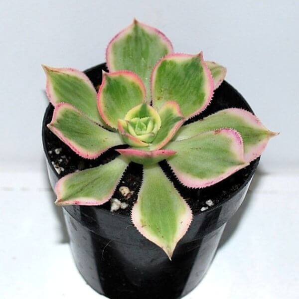 Aeonium 'Sunburst' (Copper Pinwheel) - Succulent plants