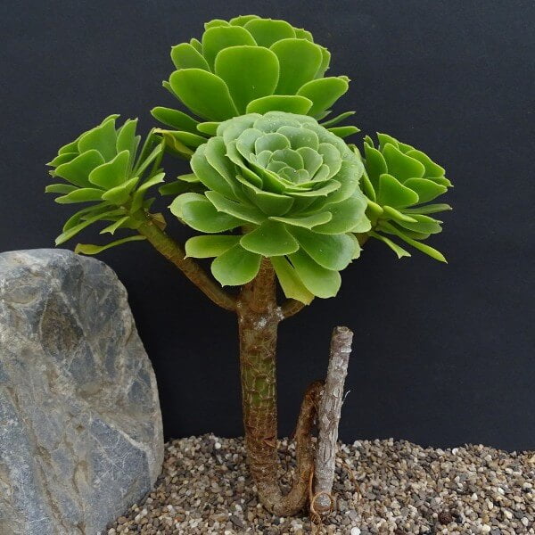 Aeonium ciliatum - Succulent plants