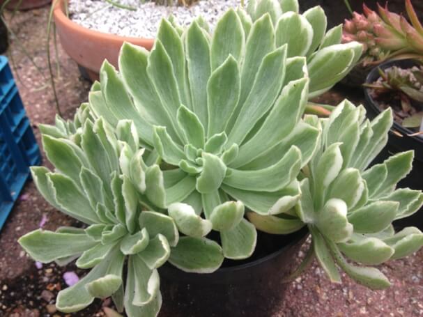 Aeonium goochiae 'Ballerina' - Succulent plants