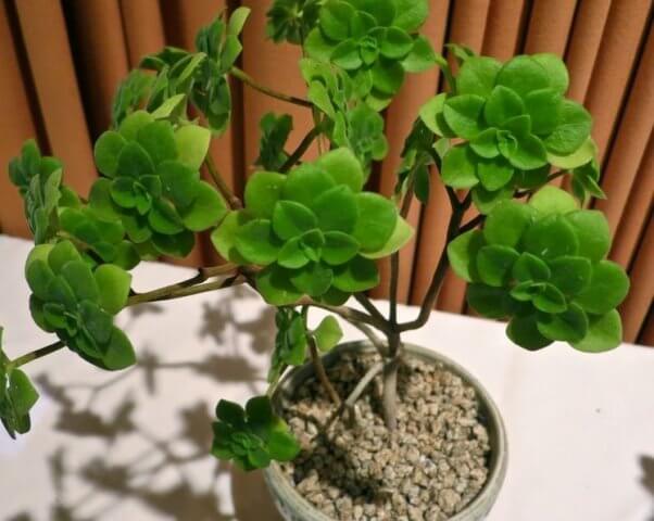 Aeonium goochiae - Succulent plants