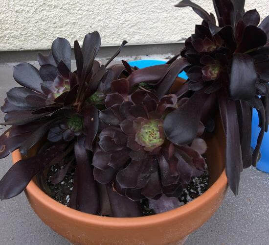 Black Rose (Aeonium arboreum 'Zwartkopf') - Succulent plants