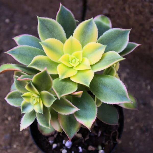 Aeonium haworthii 'Dream Color' (Kiwi Aeonium) - Succulent plants