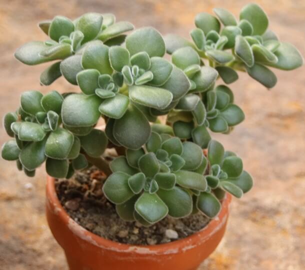 Aeonium lindleyi - Succulent plants