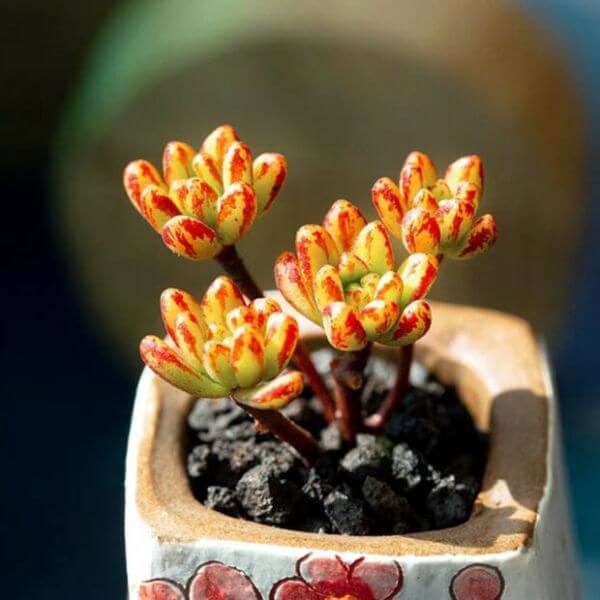 Aeonium sedifolium (Dwarf Aeonium) - Succulent plants