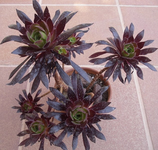 Aeonium simsii x 'Zwartkop' - Succulent plants