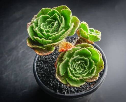 Aeonium smithii - Succulent plants
