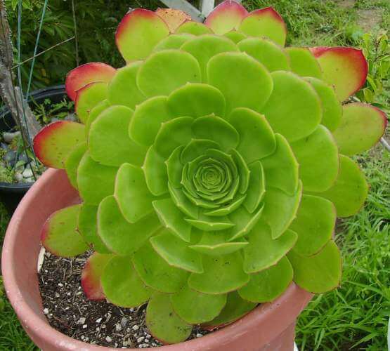 Aeonium urbicum (Saucer Plant) - Succulent plants