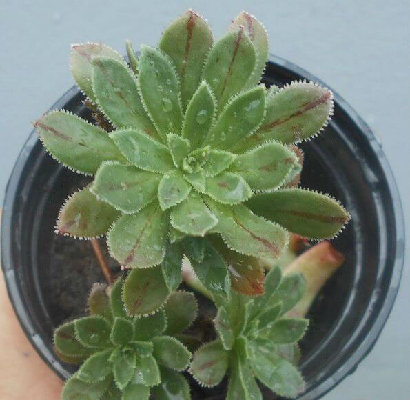 Aeonium x barbatum - Succulent plants