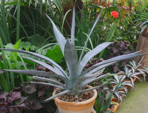 Agave cantala (Bombay Aloe) - Succulent plants