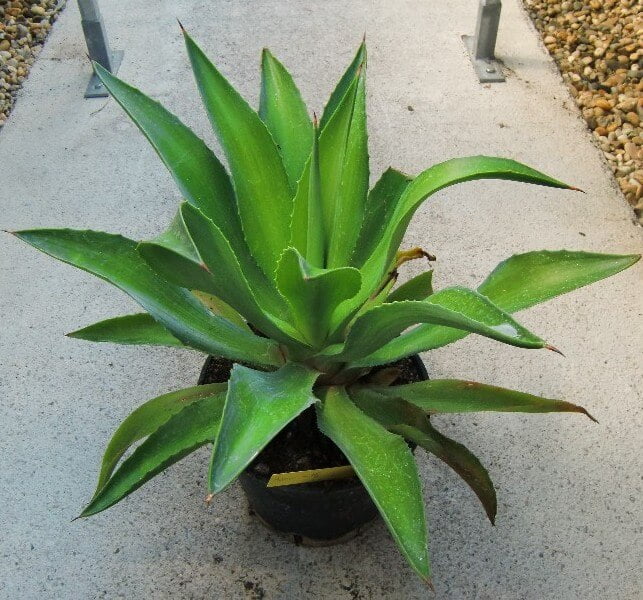 Agave mitis (Mitis Agave) - Succulent plants