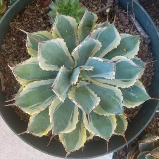 Agave 'Kissho Kan' (Lucky Crown Century Plant) - Succulent plants