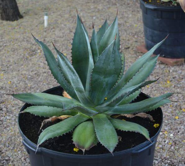 Agave atrovirens (Pulque Agave) - Succulent plants