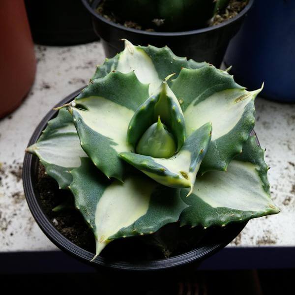 Variegated Dwarf Butterfly Agave - Succulent plants
