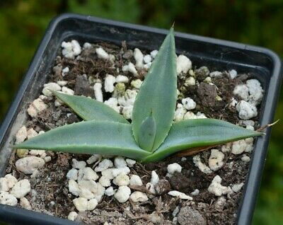Agave parryi var. couesii (Coues Agave) - Succulent plants