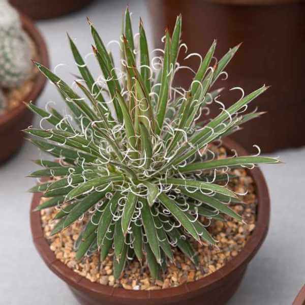 Agave parviflora (Smallflower Century Plant) - Succulent plants
