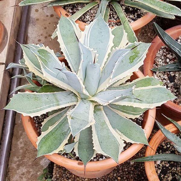 Agave potatorum 'Eye Scream' - Succulent plants