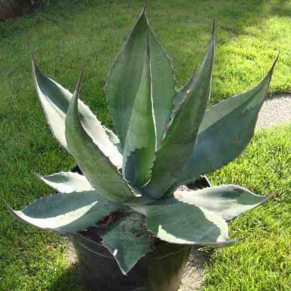 Agave salmiana 'Green Giant' - Succulent plants