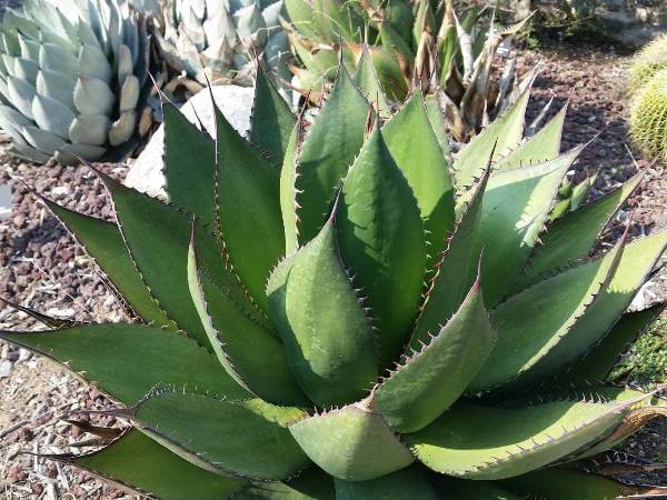 Agave shawii (Shaw's Agave) - Succulent plants