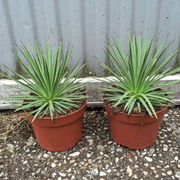 Agave stricta Cactus Cacti Succulent Real Live Plant